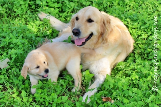 Article Sensitive Stomachs Regency Ranch Golden Retrievers